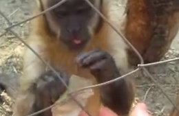 Opice učí člověka