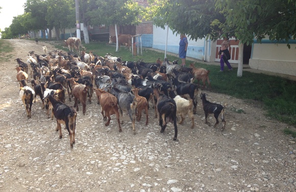 Stádo sto koz se vrací z pastvy