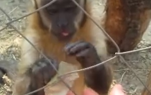 Opice učí člověka