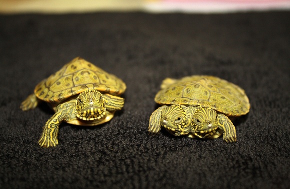 Dvouhlavá želva se sourozencem